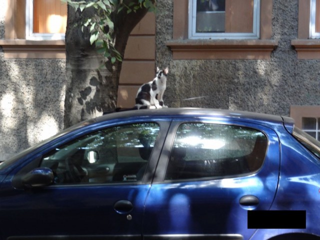 Котовторник  19.06.2012