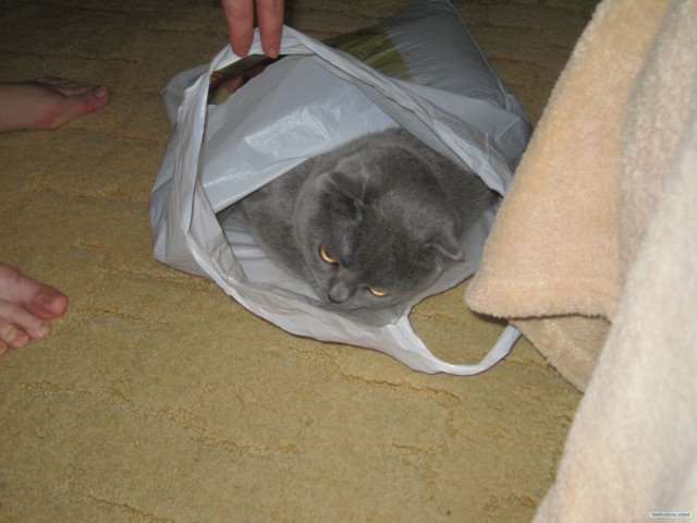 Котовторник 03 07 2012