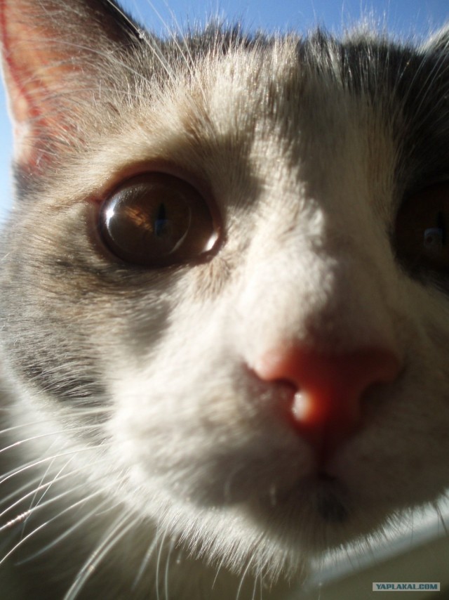 Котовторник  17.07.2012