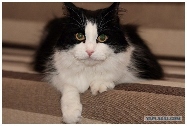 Котовторник 31.07.2012 г.