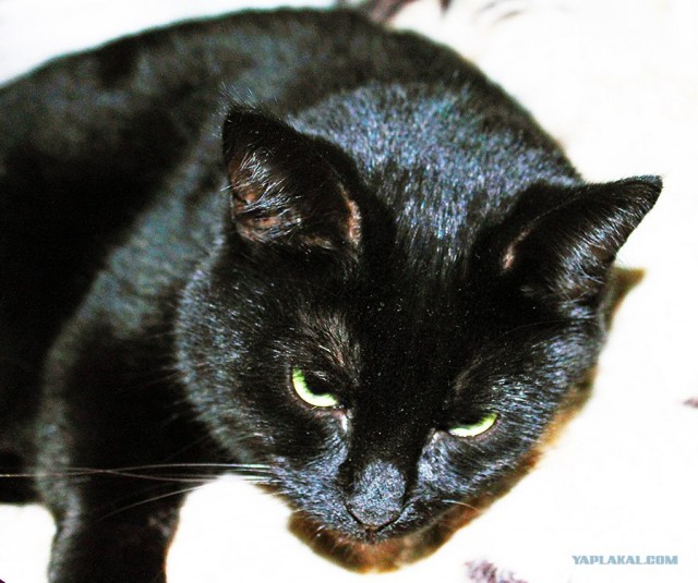 Котовторник ( 23.10. 2012. )