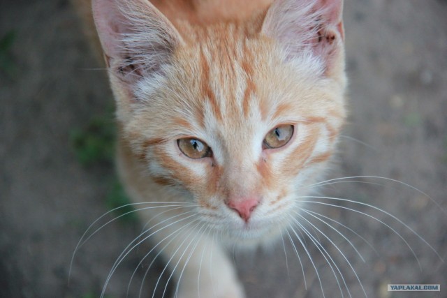 Котовторник 29.01.2013