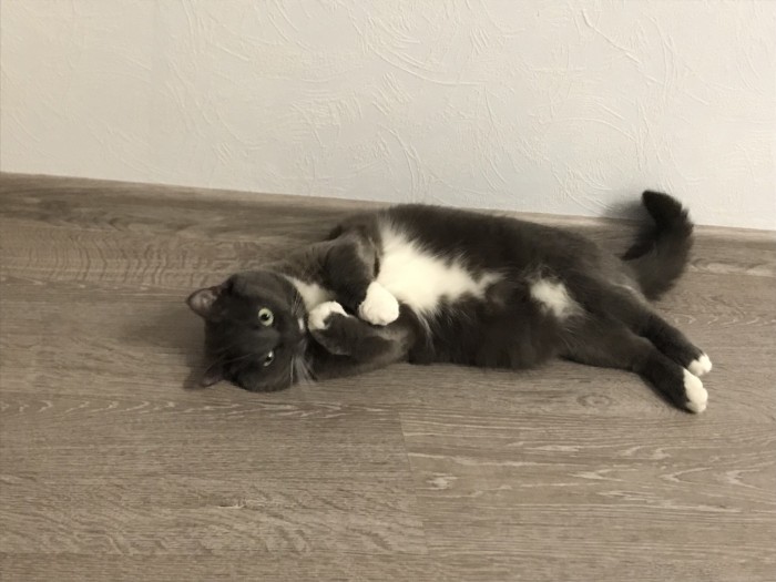 С Днём кошки!