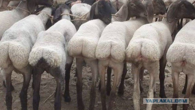Зажигательные движения