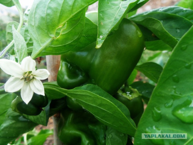 Осенняя курица