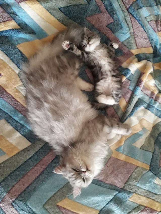 Забавные фото котеек