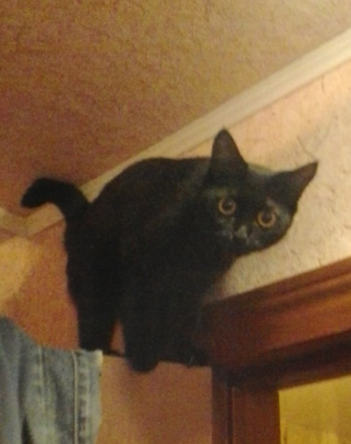 Paзнoвиднocти тьмы