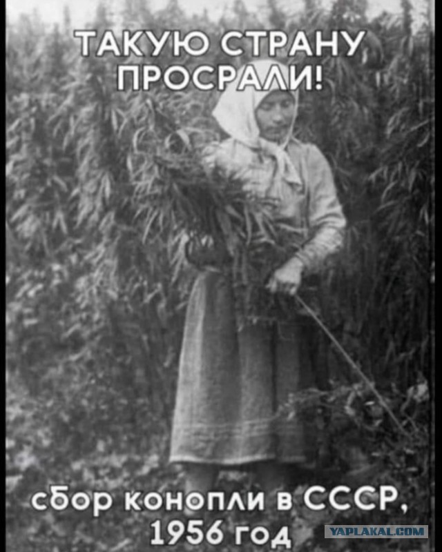 Бредзона в картинках