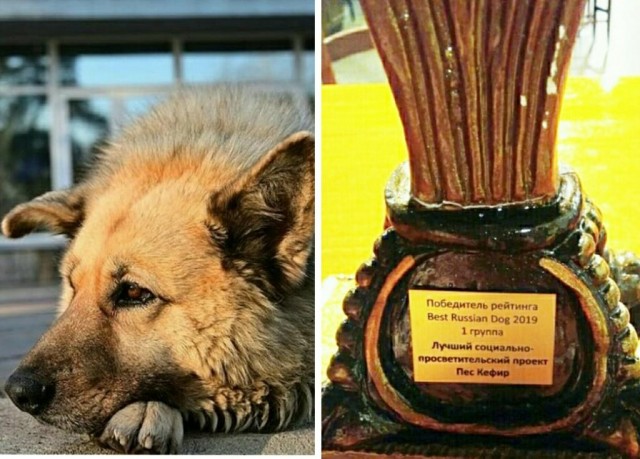 Бездомный пёс Кефир из Соснового Бора стал лучшей собакой России