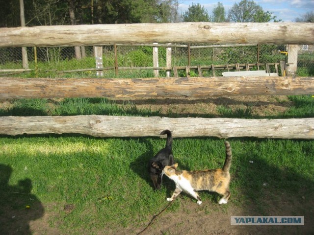 Жизнь домашнего приюта для котеек 290