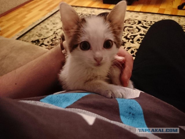Котики и собаки до и после того, как их забрали из приюта