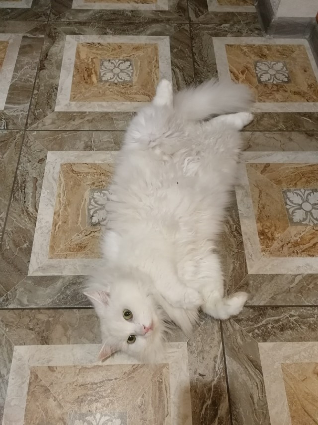 Эти забавные животные