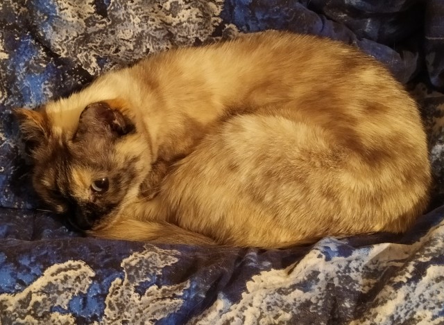 В постели с котом