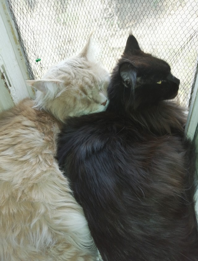 Котовторнику быть!