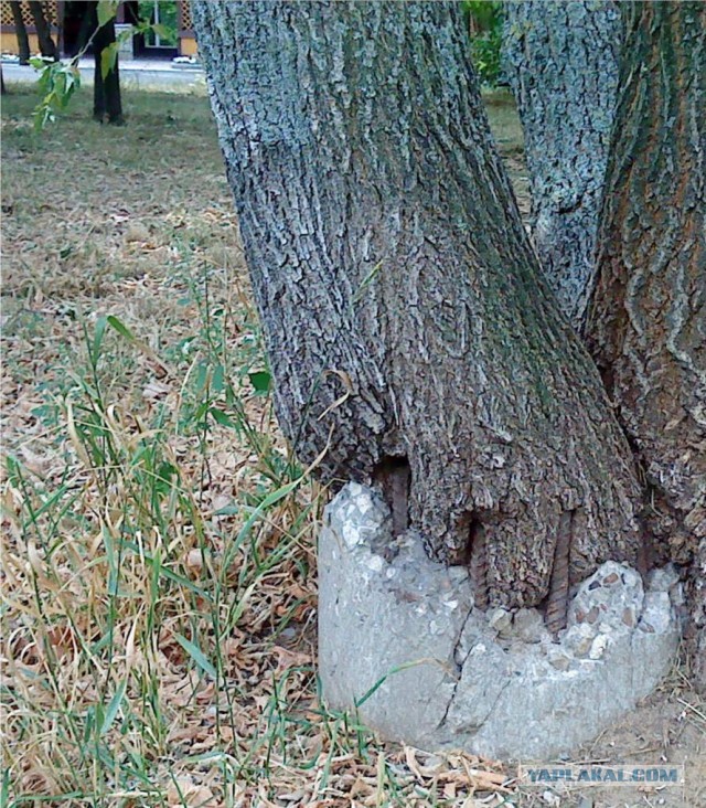 Природа атакует.
