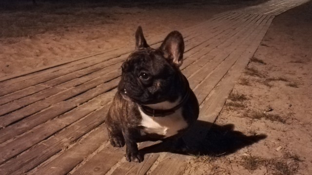 Собачья милота 11.03.21