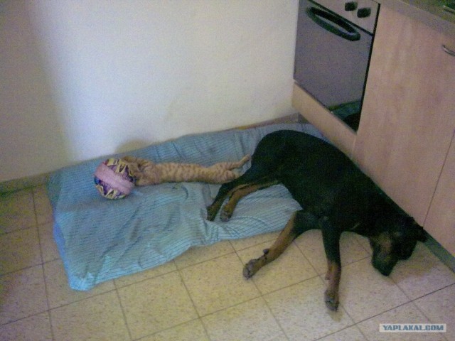 Добермана я беру на себя