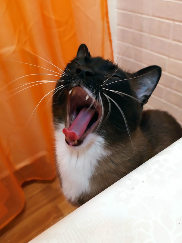 Котовторник же!