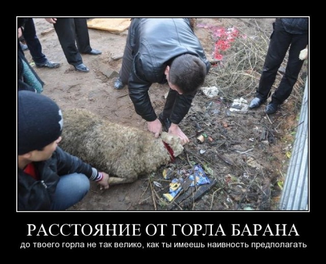 Большая Каменка в Петербурге утопает в бараньих внутренностях и шкурах во время Курбан-байрама