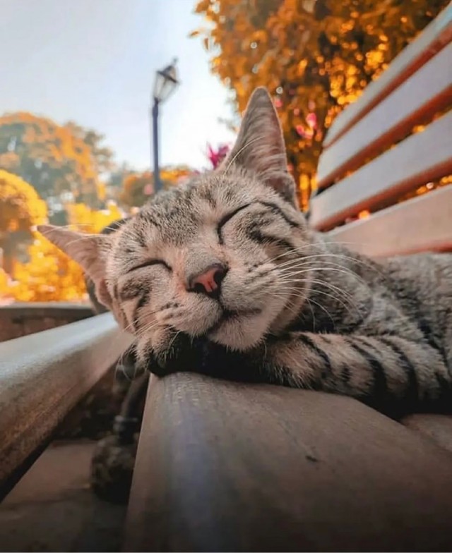 Котовторник 05.10.21 г
