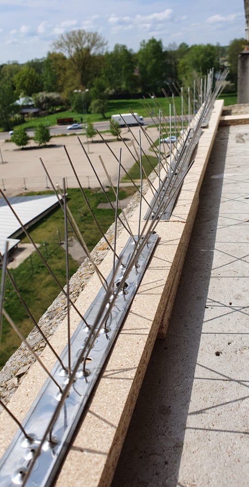 Голуби СТОП!