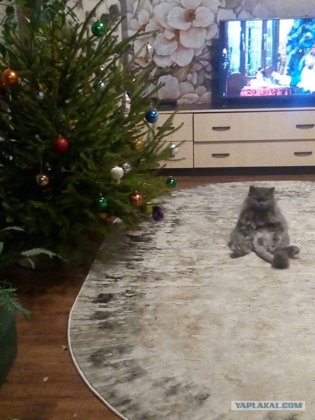 Просто хвалюсь