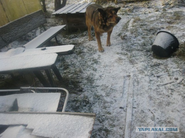 Жизнь домашнего приюта для котеек 376