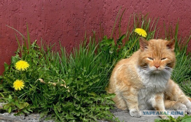 Котики в беде