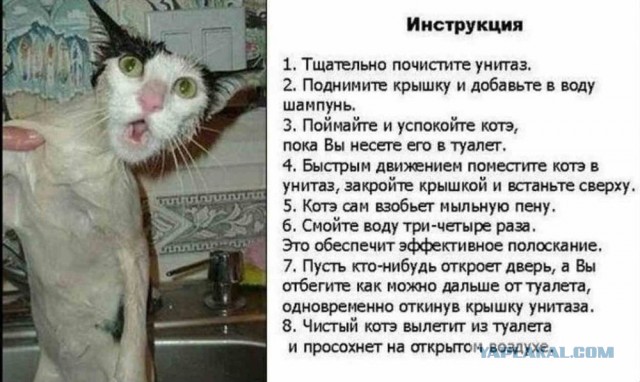 Мыть кота