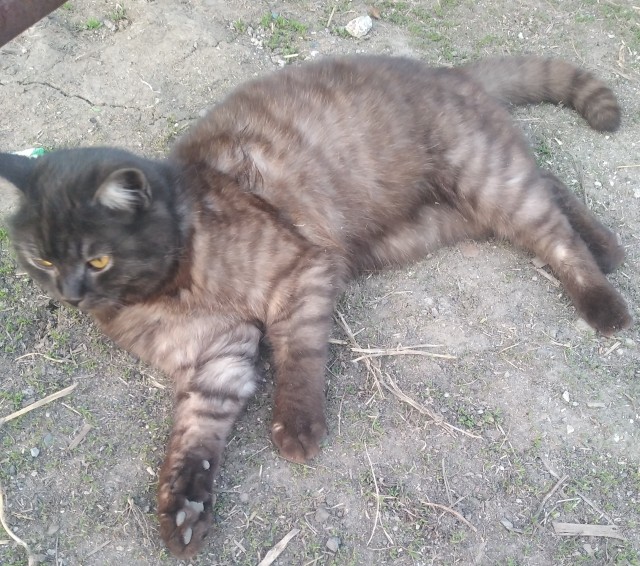 А ваши котейки че счас делают?