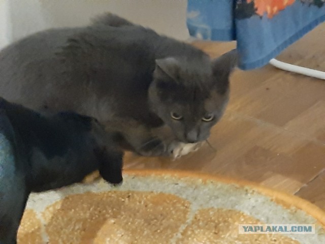 А вот славного котофея-охотника вам в ленту. Котовторник же!