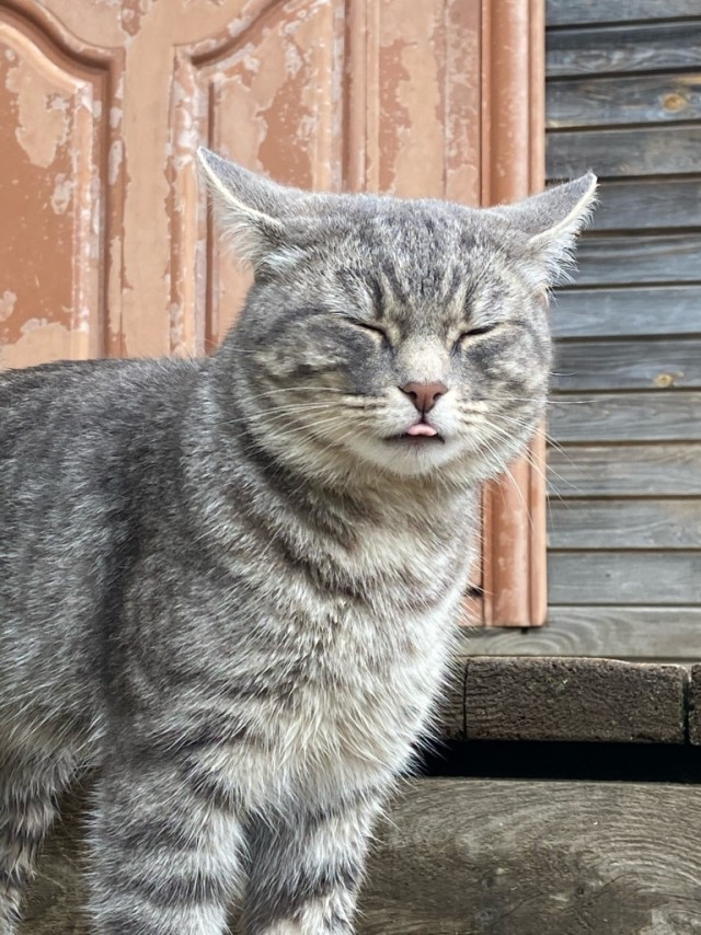 Деревенские, милые, шерстяные