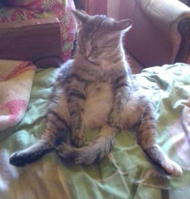 Котовторник 07.06.2022