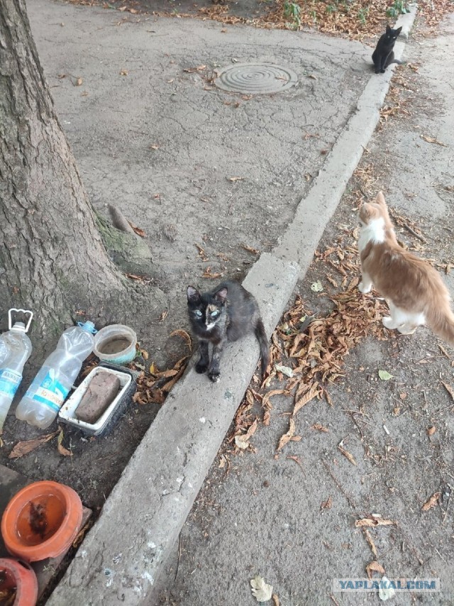 Котики в беде