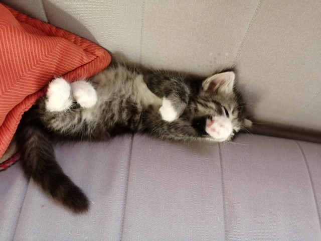 Не котовторник, но у нас пополнение в составе