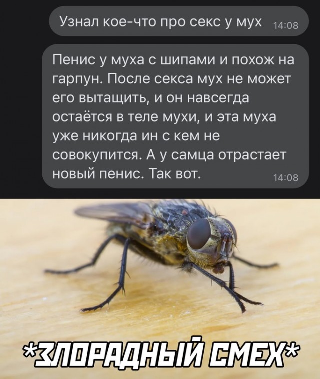 Картинки и мемы для настроения - 21