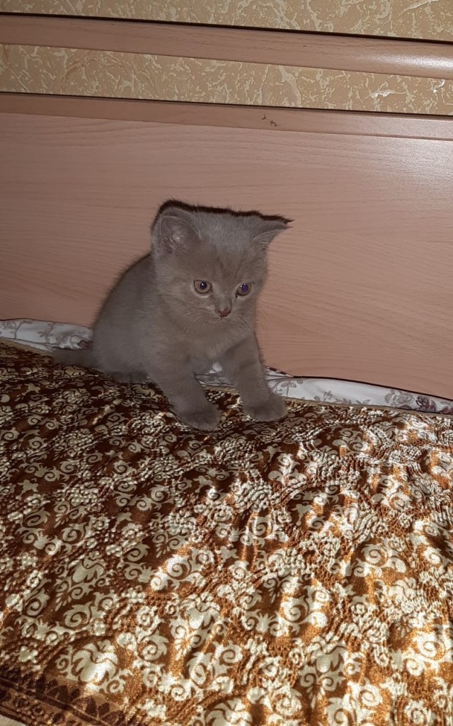 Завел себе хозяйку!