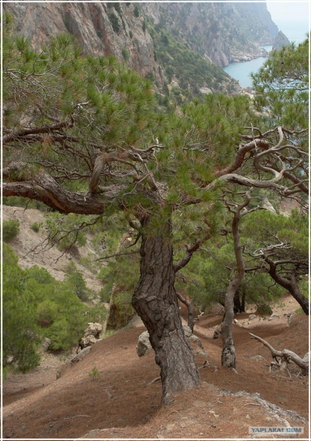 Крым. Мыс Ая. Деревья моря.