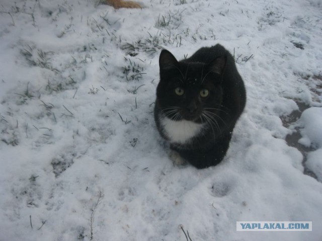 Жизнь домашнего приюта для котеек 421