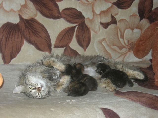 Котоюмор на ЯП. Веселые кото-картинки!