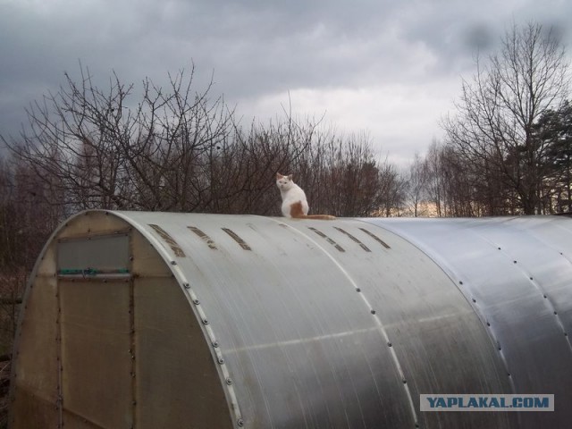 Жизнь домашнего приюта для котеек 441