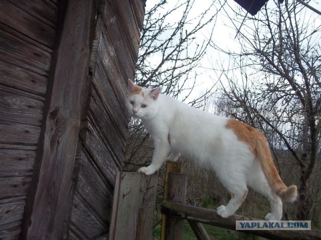 Жизнь домашнего приюта для котеек 442