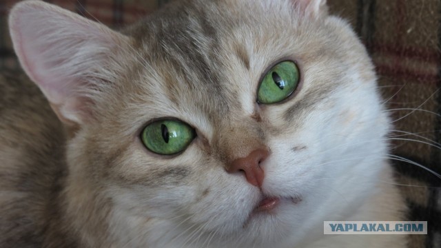 Котовторник 09.04.2013