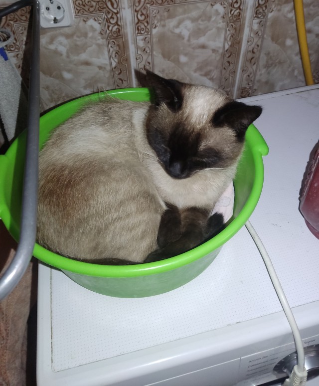 Котовторник! 16+ Коллеги-рабы, отмечаемся, у кого хозяину много лет!