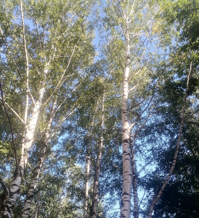 Если в ходе эволюции выживают лучшие, почему все женщины не выглядят, как супермодели?