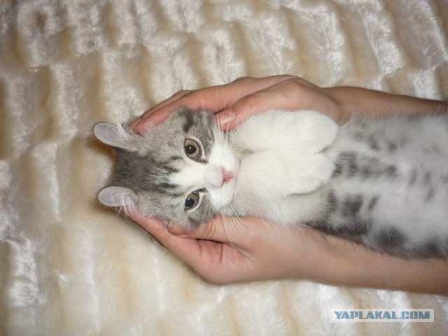 Котовторник 23.04.2013