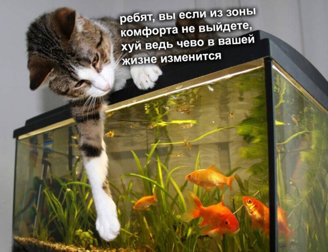 Пумба выходи гулять!