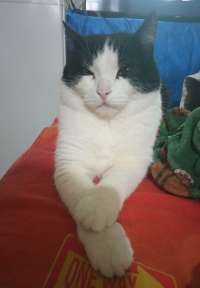 Котовторник уже пришёл?
