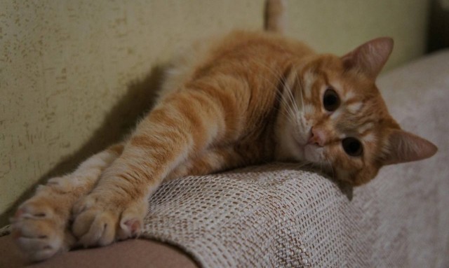 Кошкопортрет
