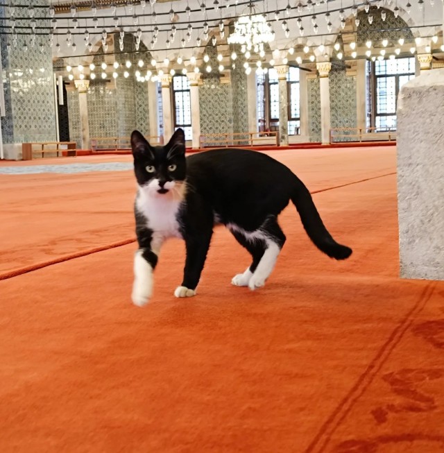 Стамбульские котики